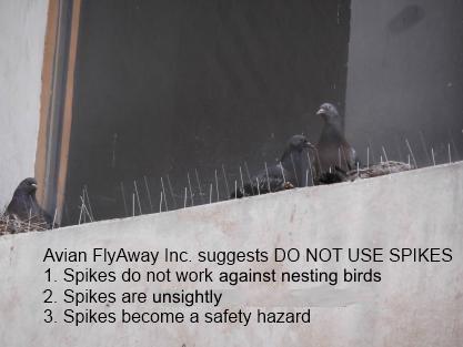 photo shows birds nesting in bird spikes